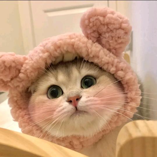 白白胖胖的豆包儿