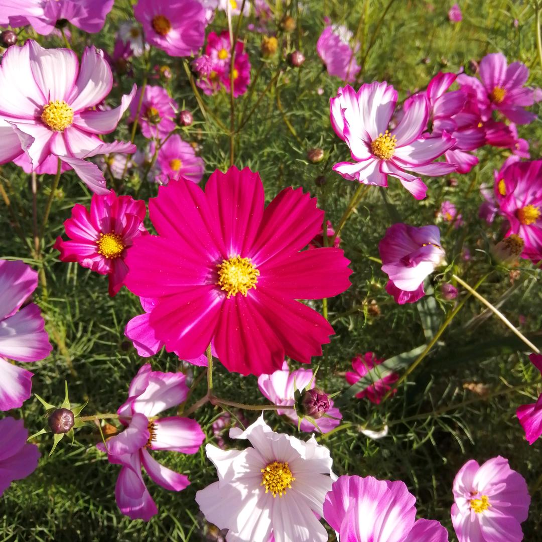 幸福像花儿一样