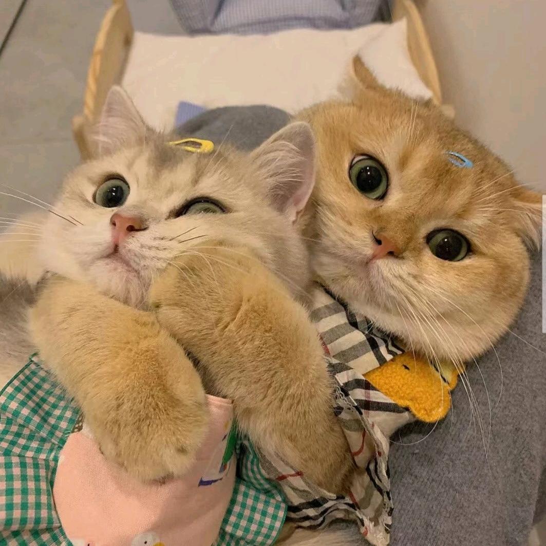 我有一辆大眼仔