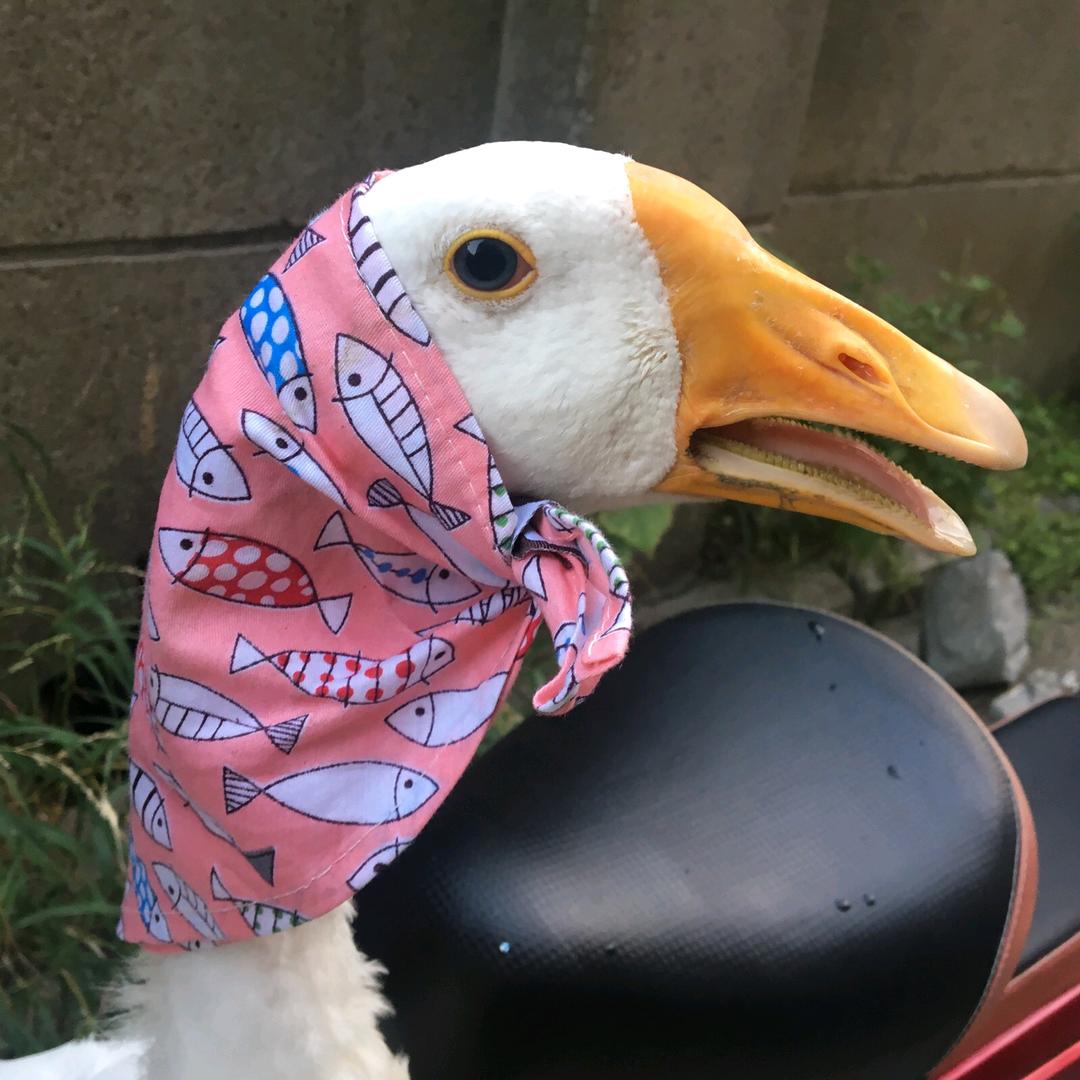 大叔养的香猪猪