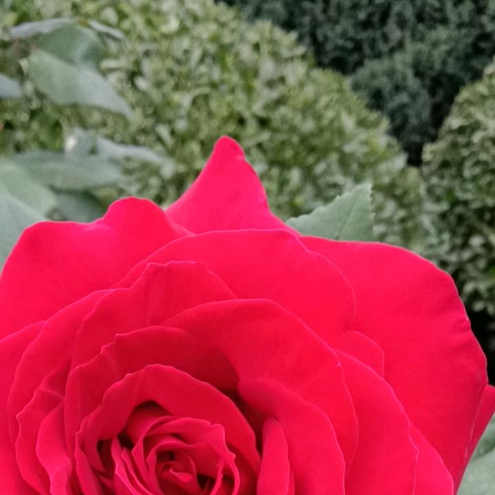 冰激凌😍