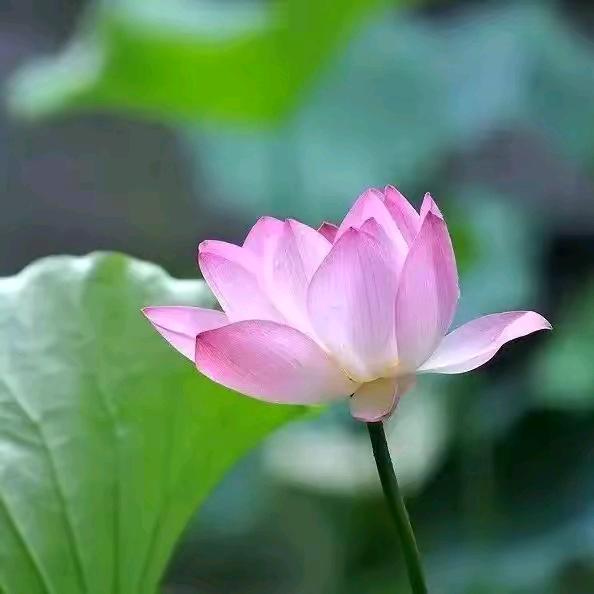 小号吴道士团队