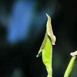 蓝蓝（手机摄影）