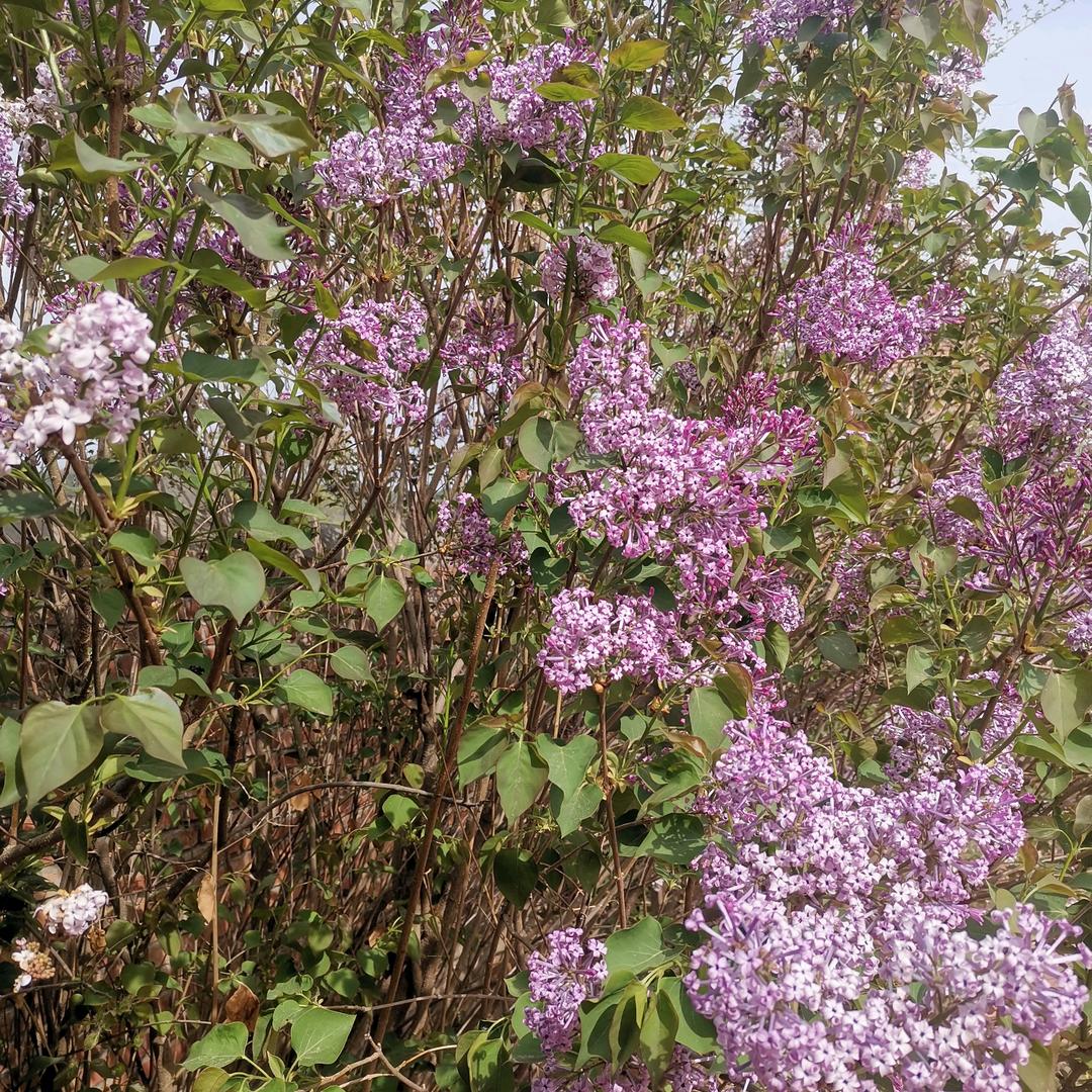 花开谁来