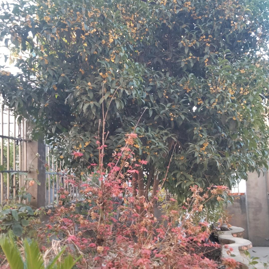 王红梅🌸