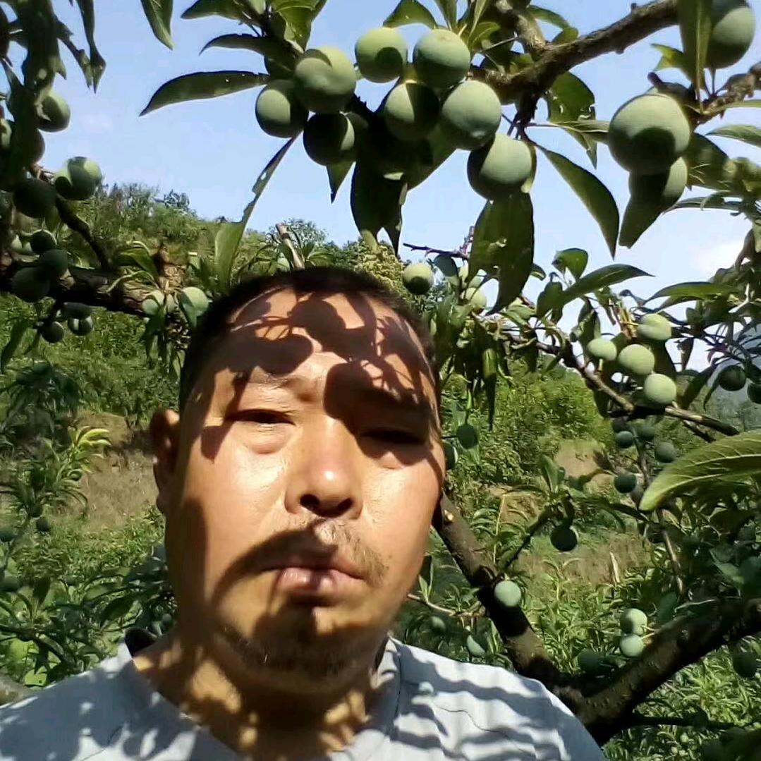 樱桃，枇杷种植