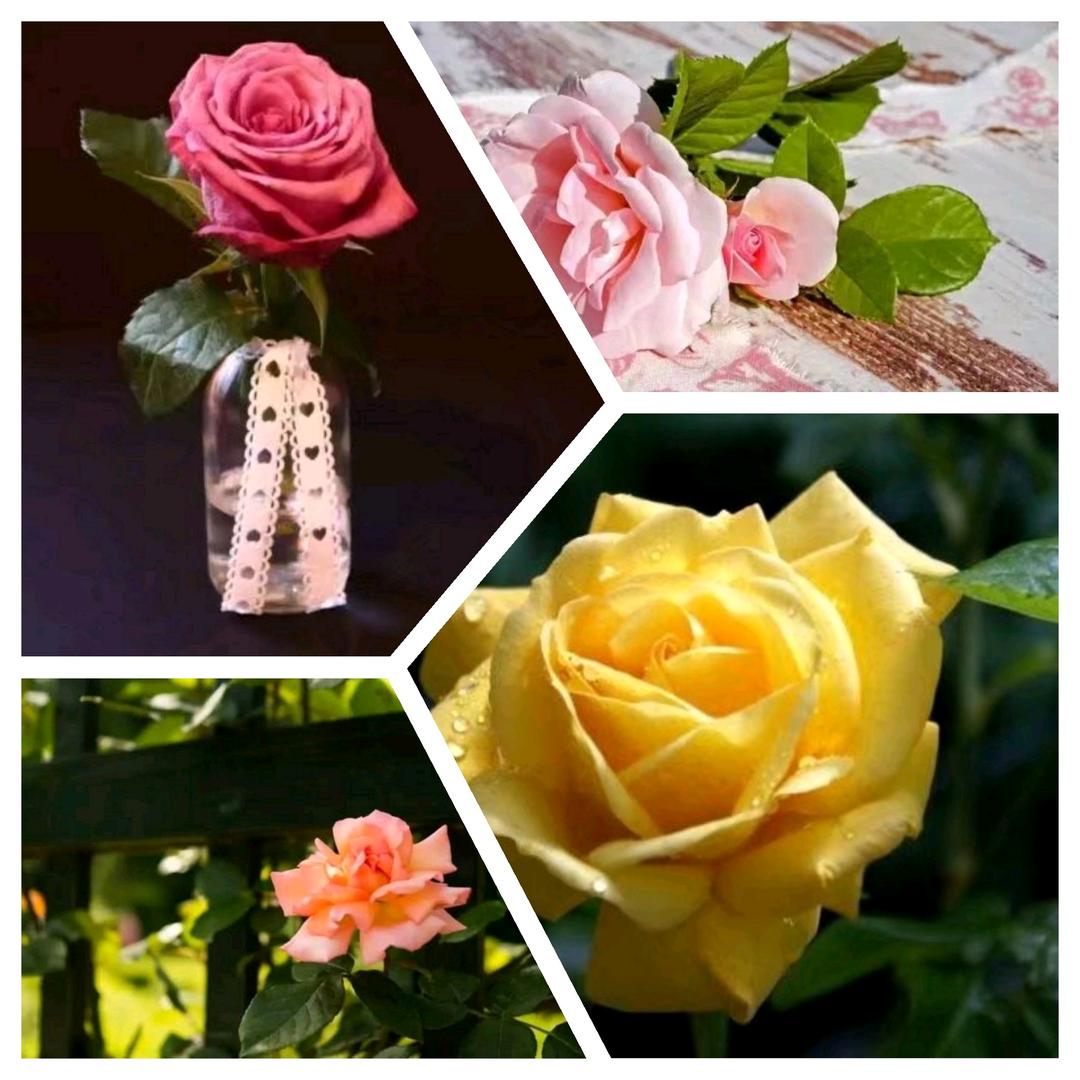 💞꧔ꦿ᭄祝李黄金万两🦋꧔ꦿ᭄💞