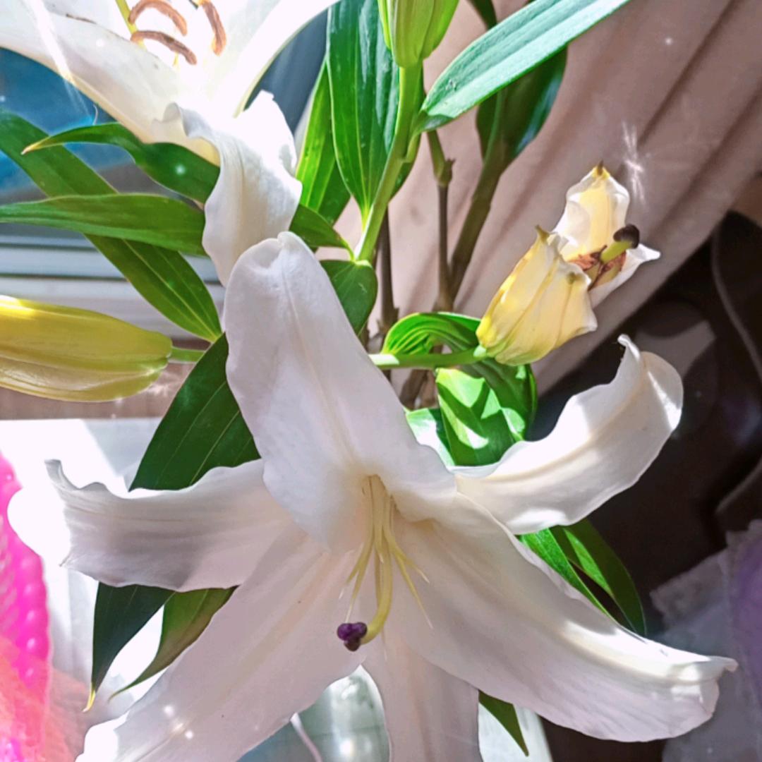 百荷花