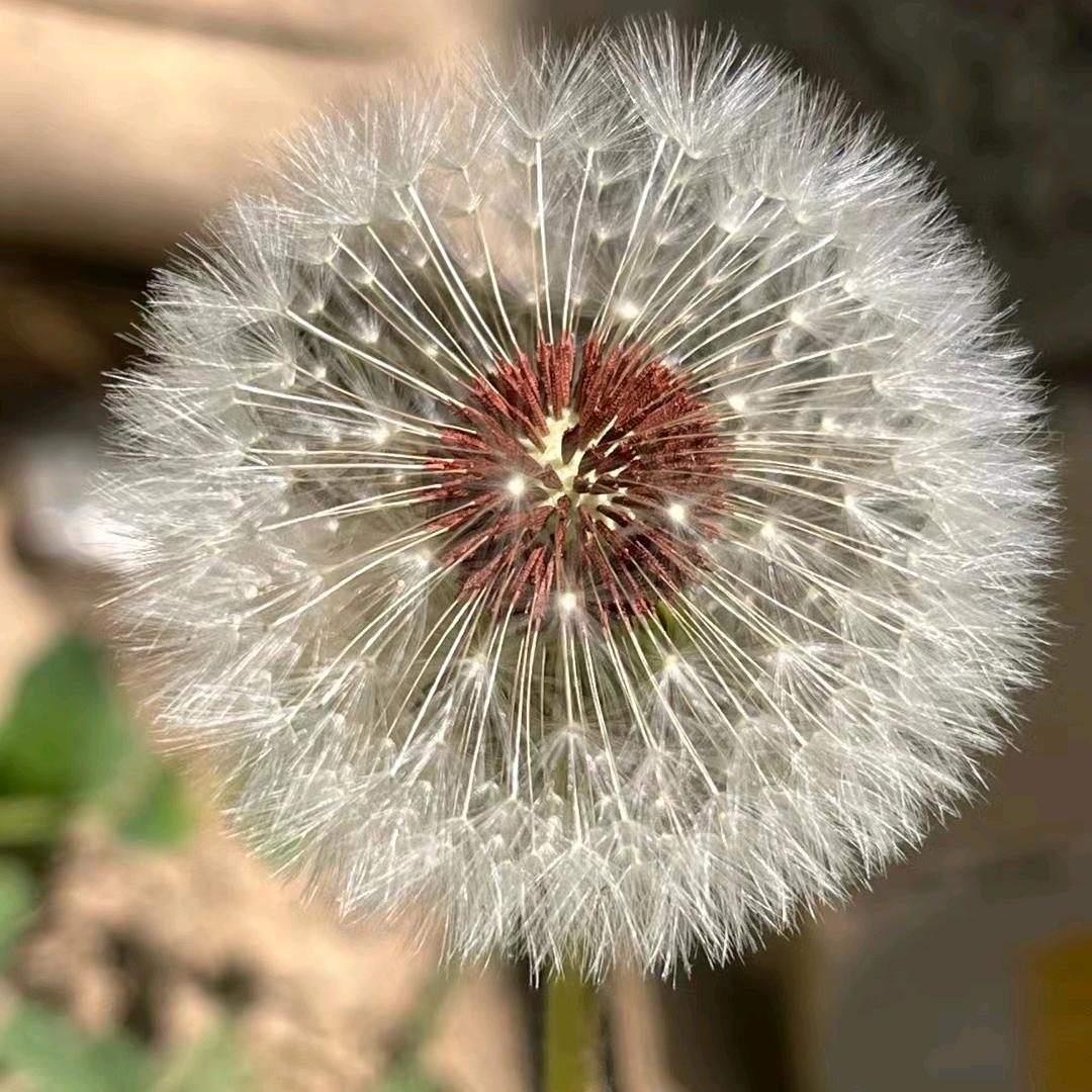 首阳山，贾记烩面