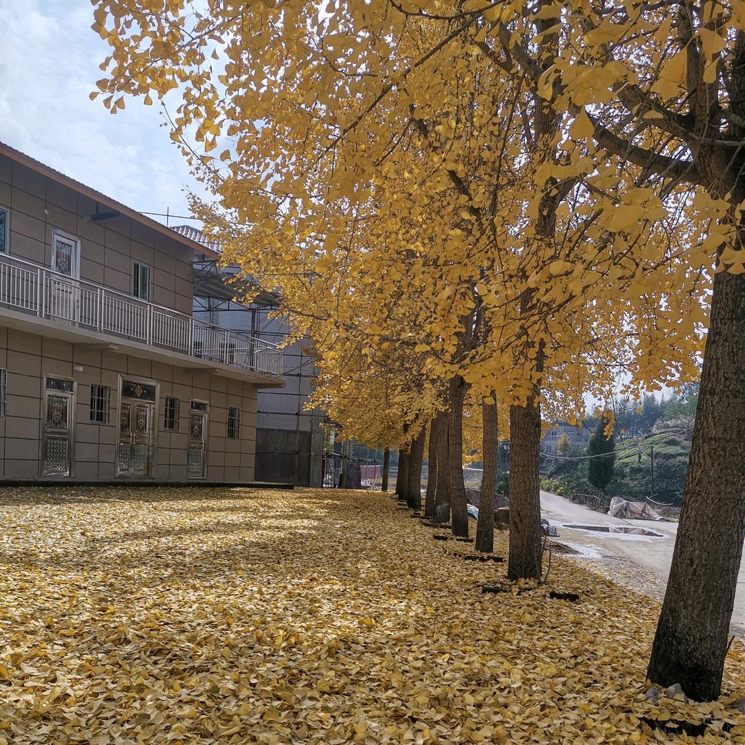 👑好运降林👑