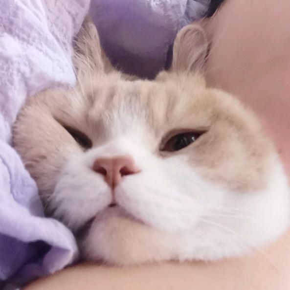 金老师的猫