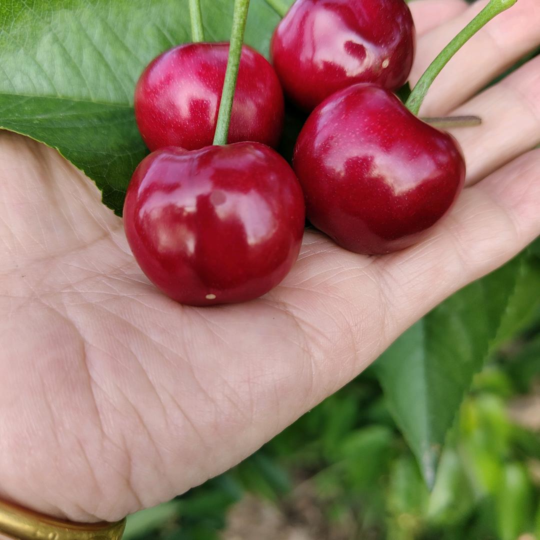 王雅北景西村樱桃园🍒🍒绿色