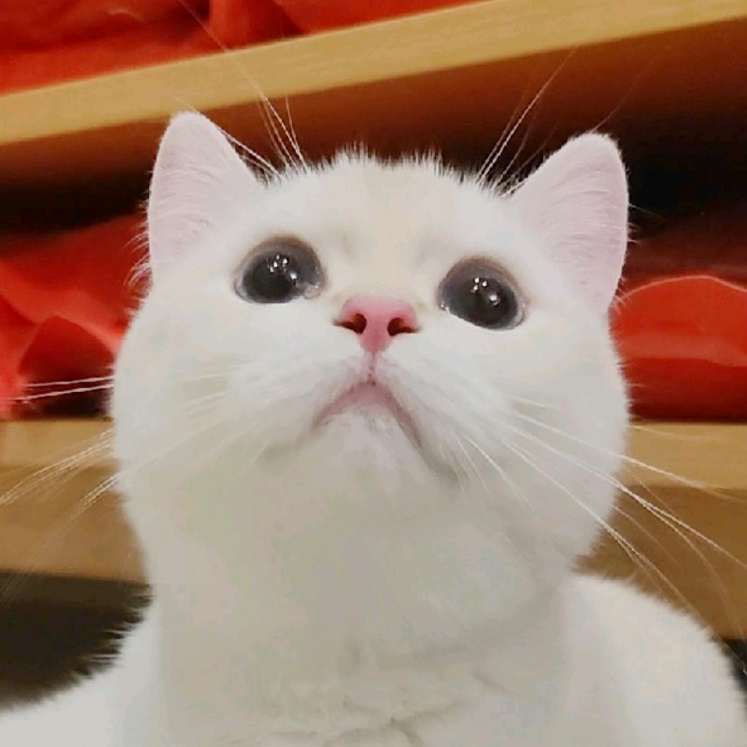 小甜瓜