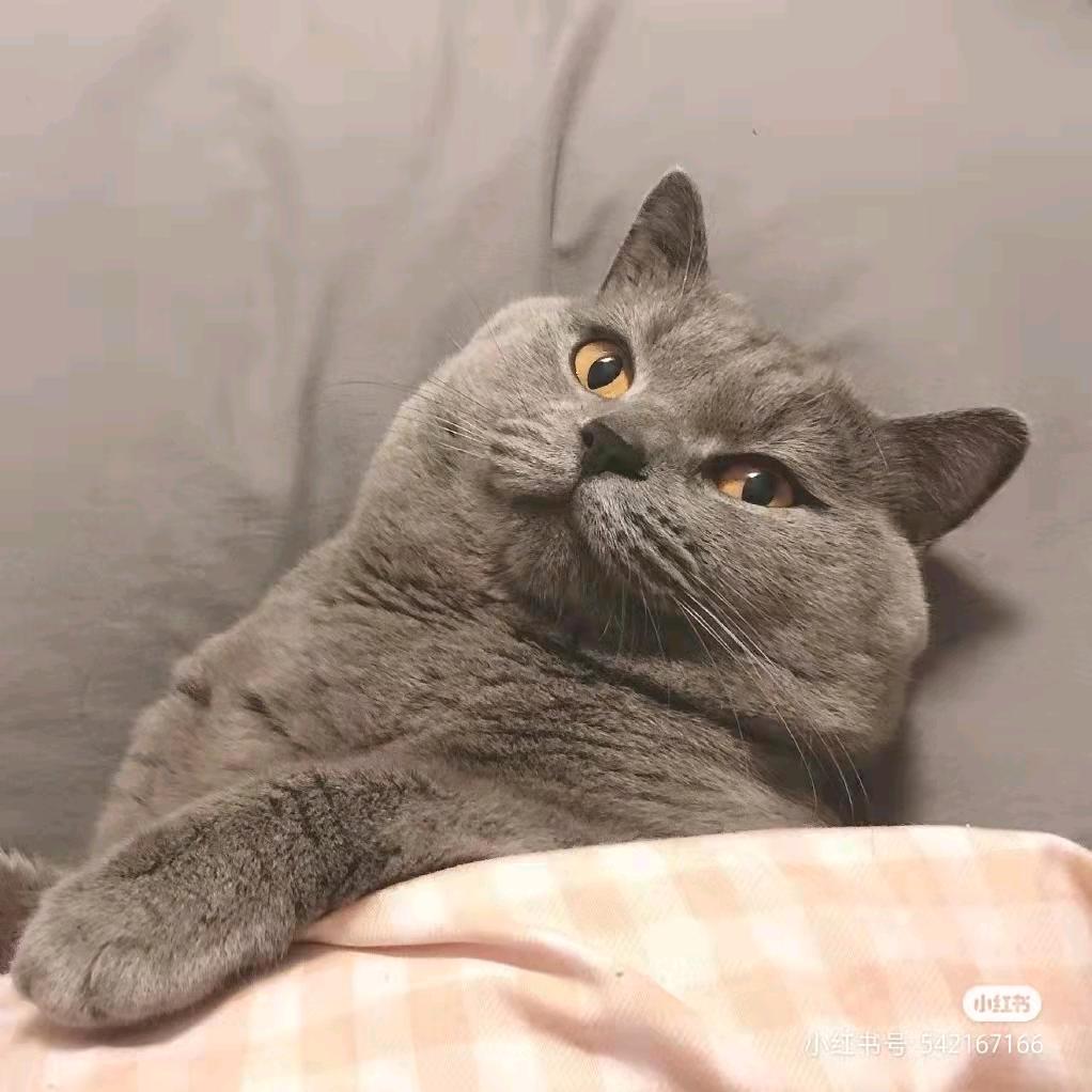 孙琢不会玩抖音