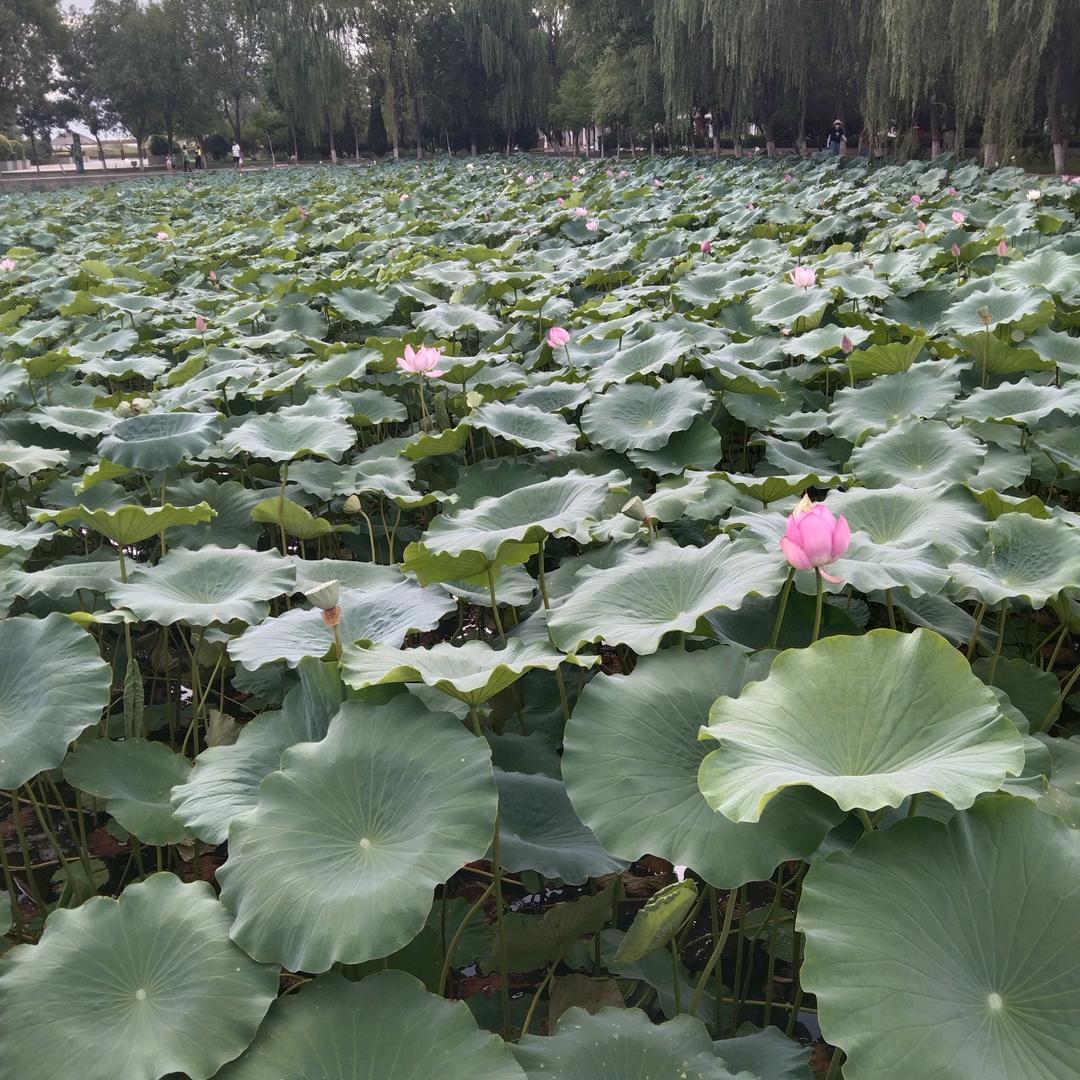 装修王师傅