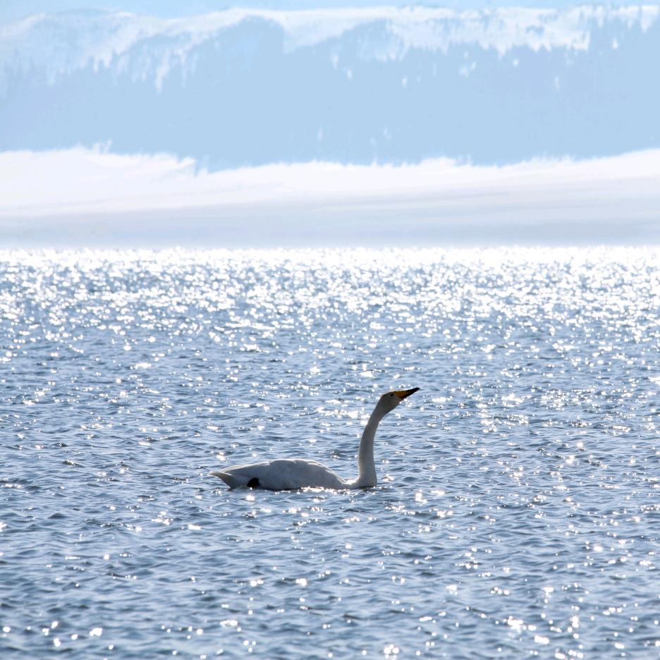 没胡子的虬髯客