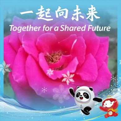纯