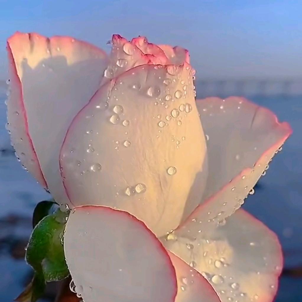彩