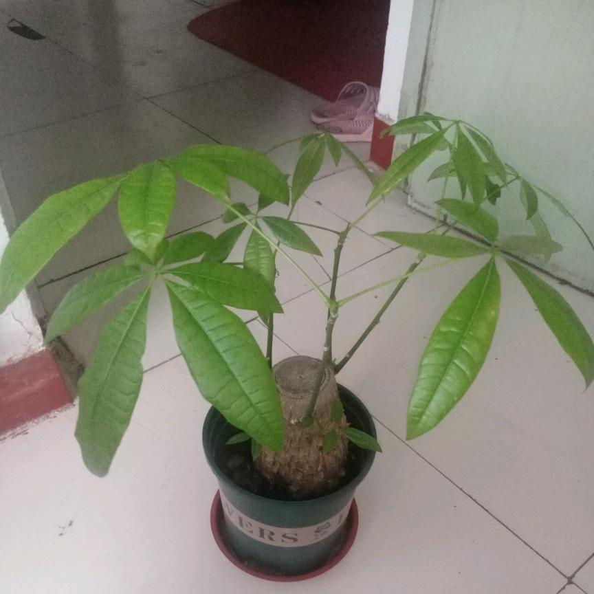 看淡一切顺利人生