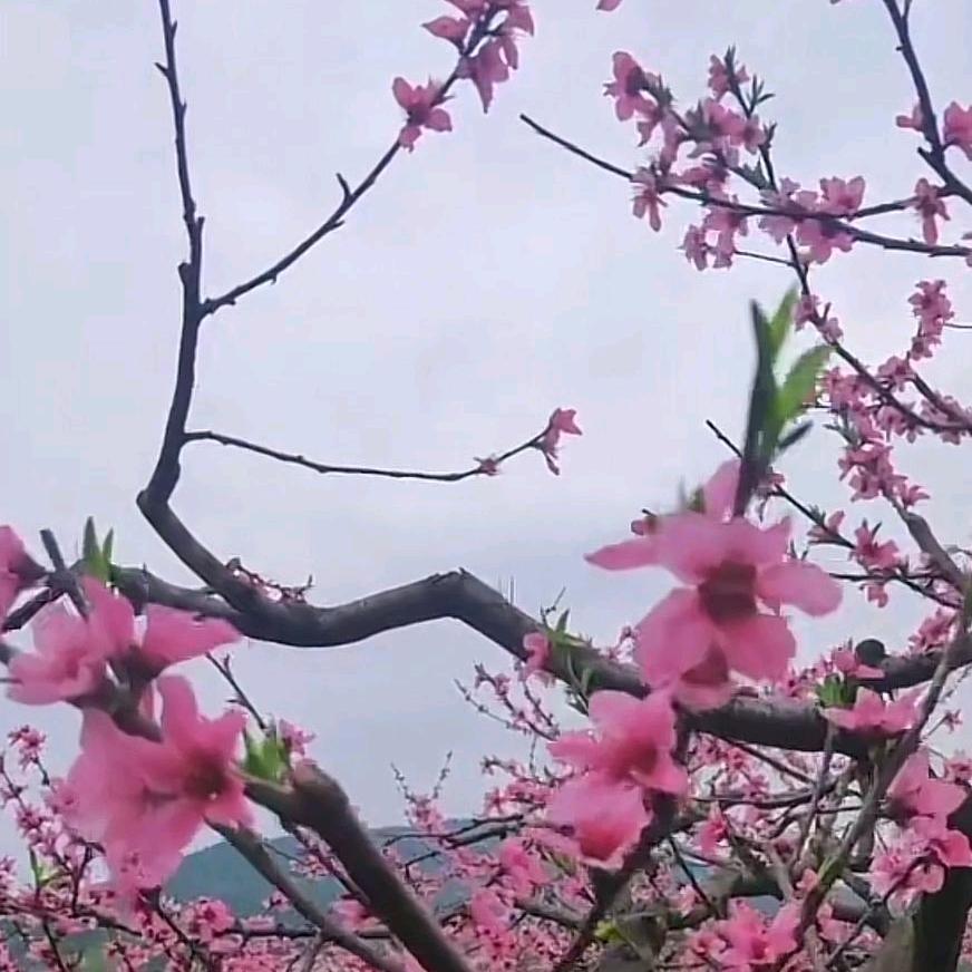 真诚相待
