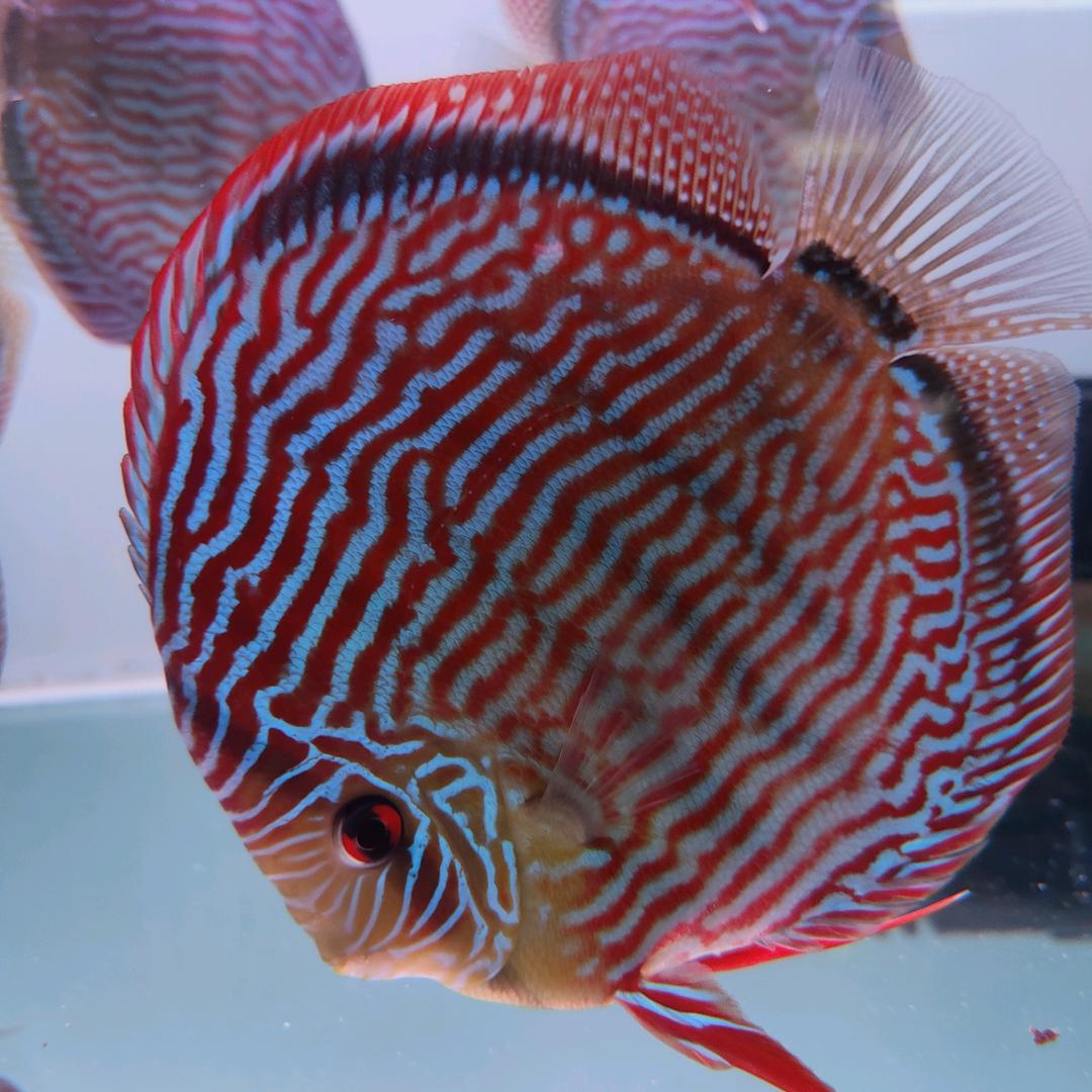 微利价手机佬七彩