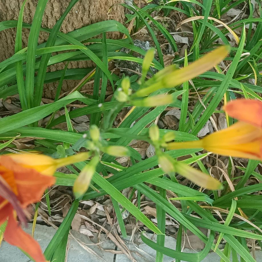 纯天然