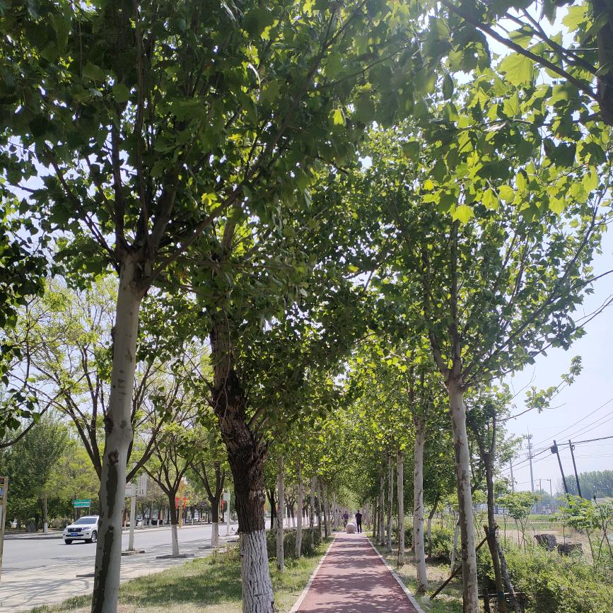 瑾夏年华