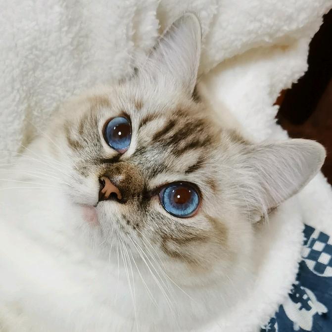 突突猛进