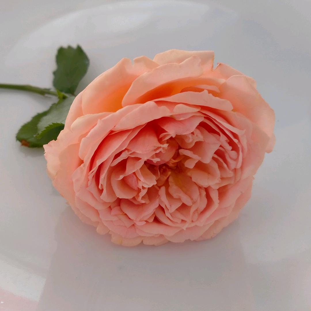 清晨