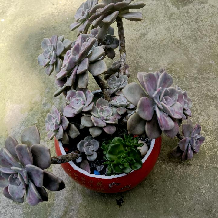 雨燕