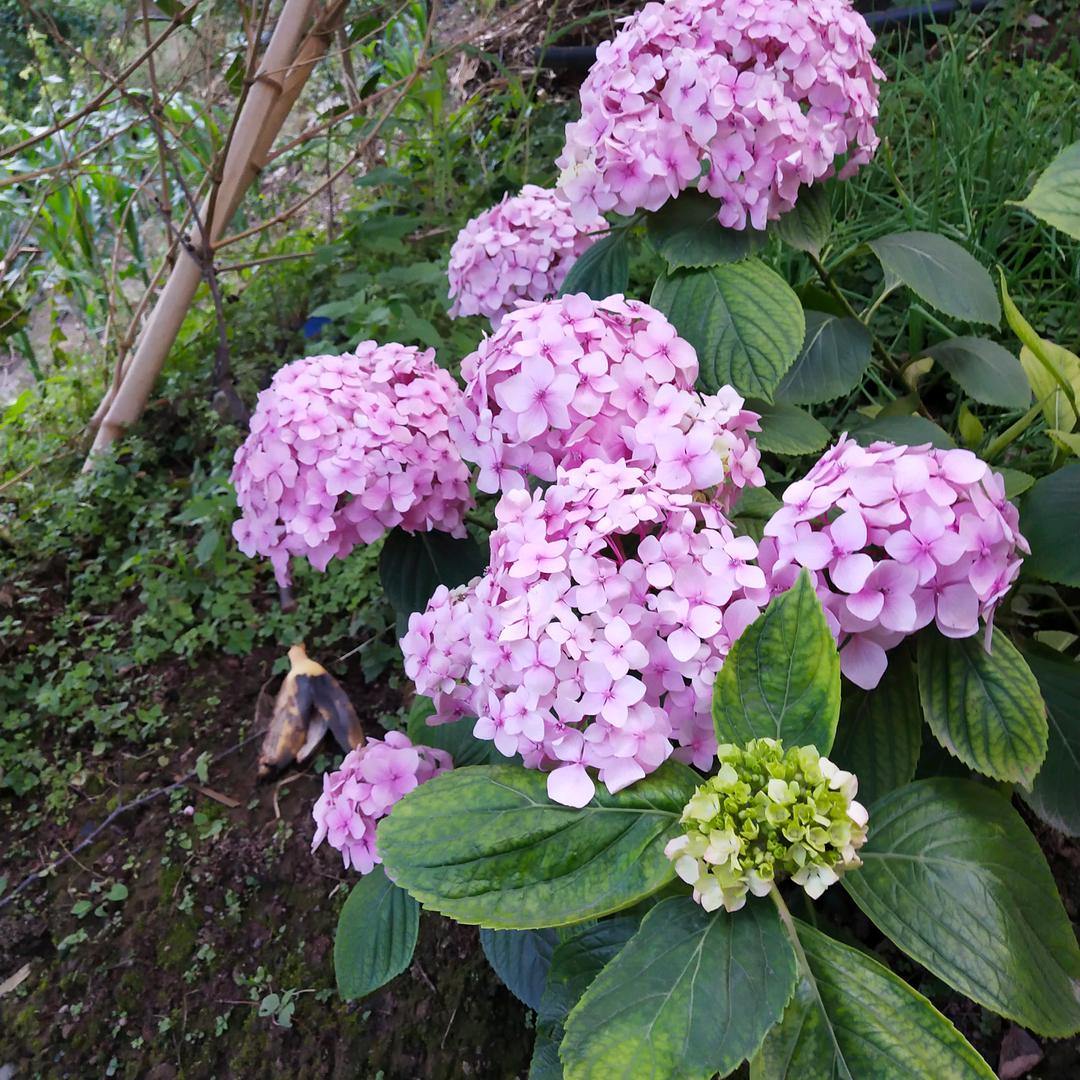 你若安好便是晴天！