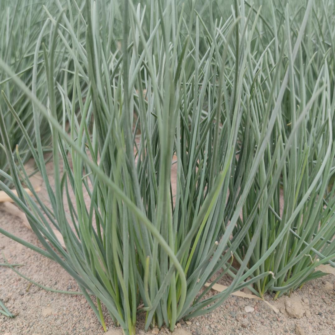 民勤陌尚清园农产品优品店