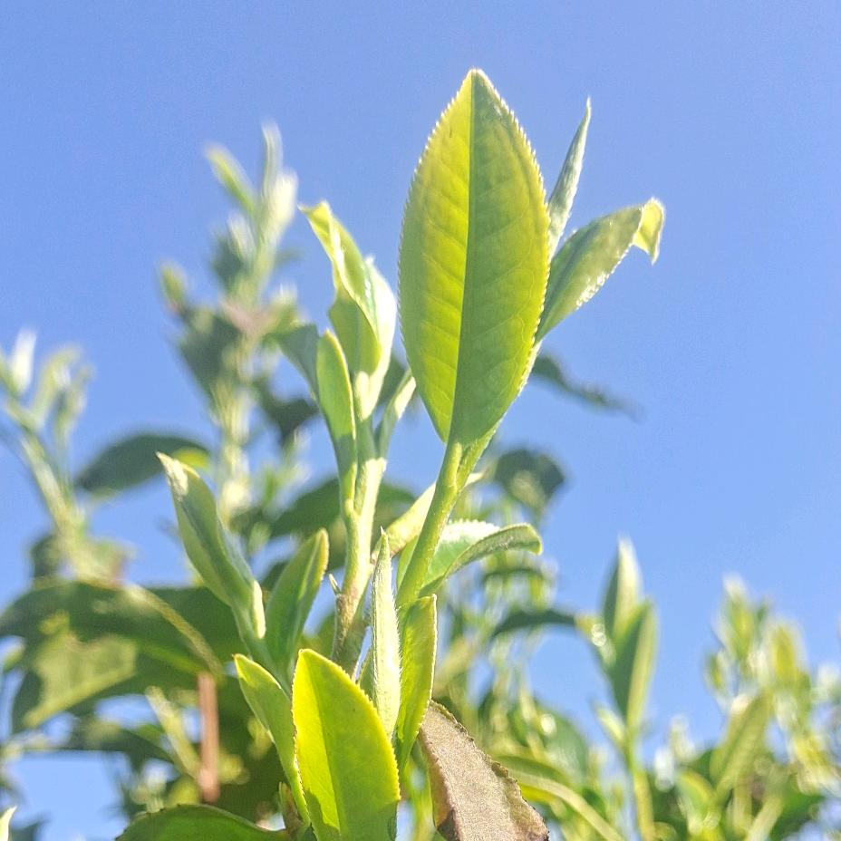 茶叶哥