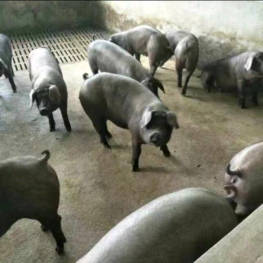 谢光平