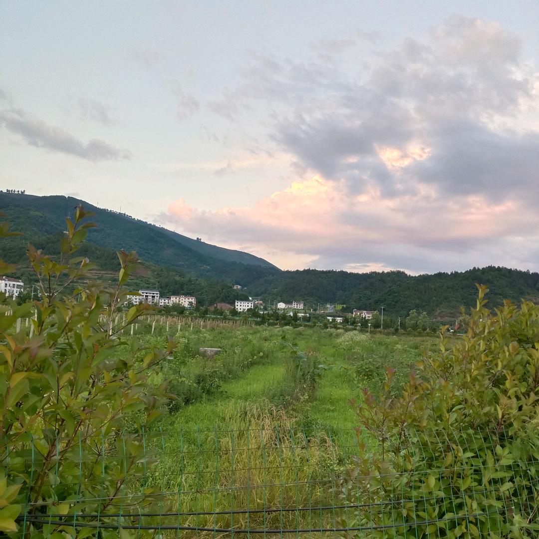 毛燕