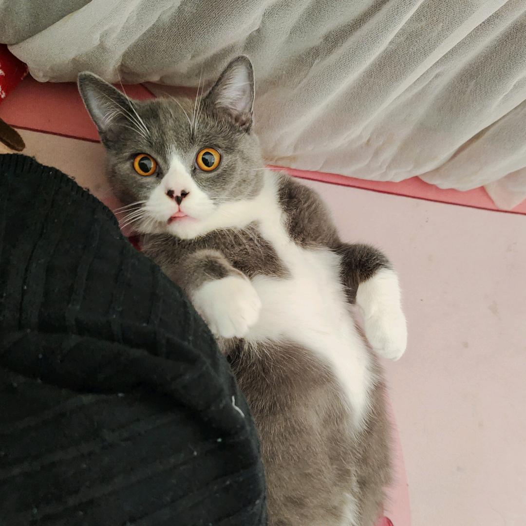 CiCi