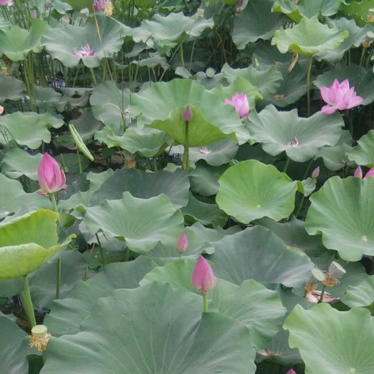 一生相伴