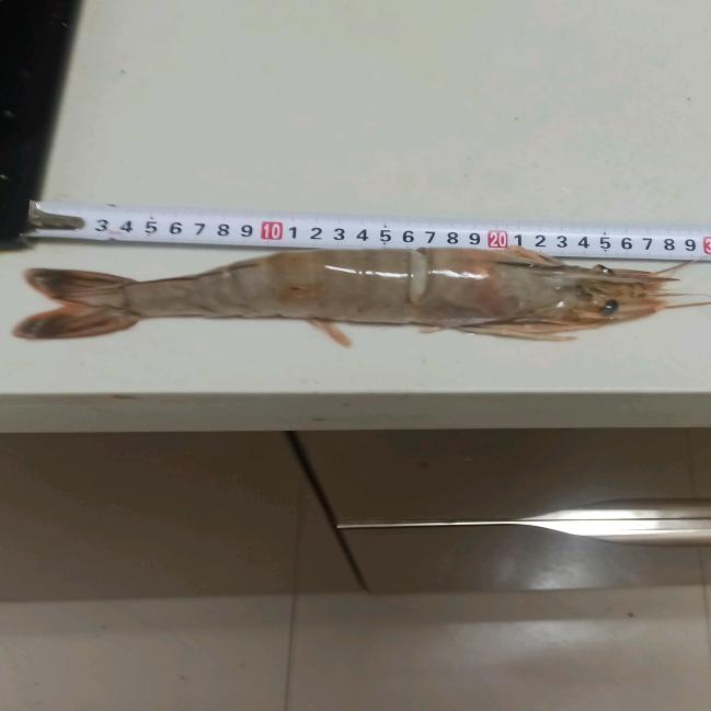 东风20
