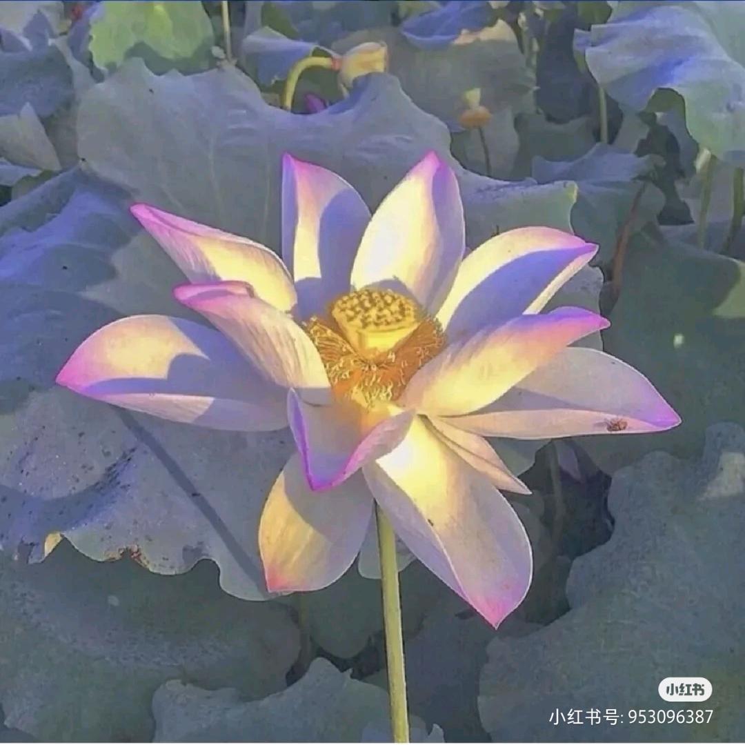 人世间