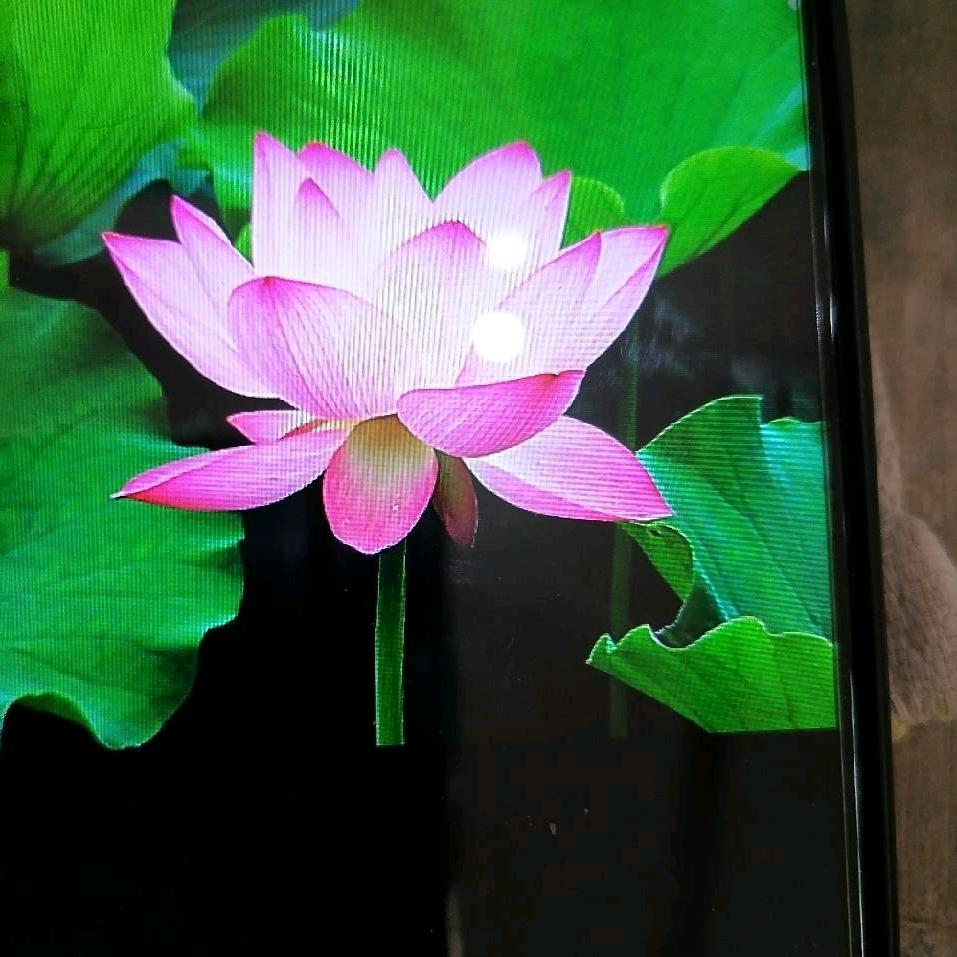 素芝