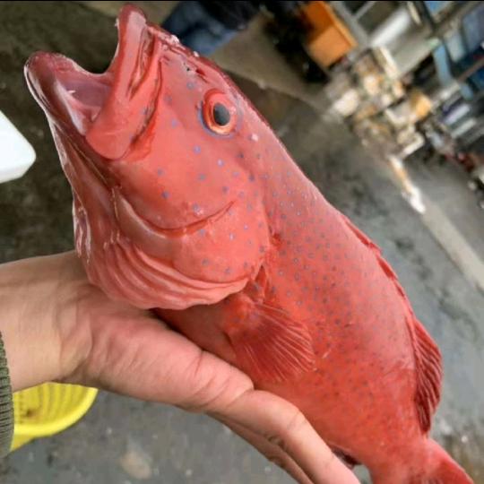 ︽︾浪里个浪︽︾