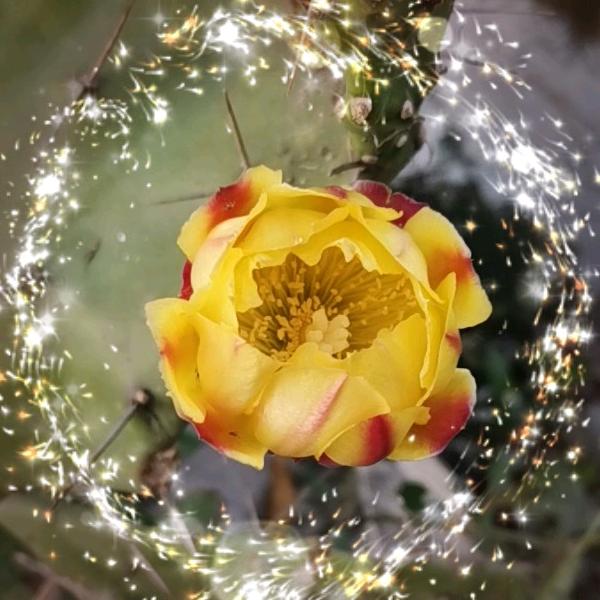 出水芙蓉映满天