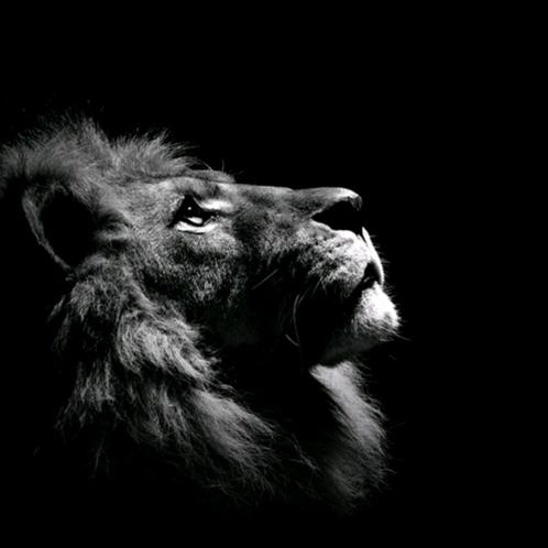 leo19