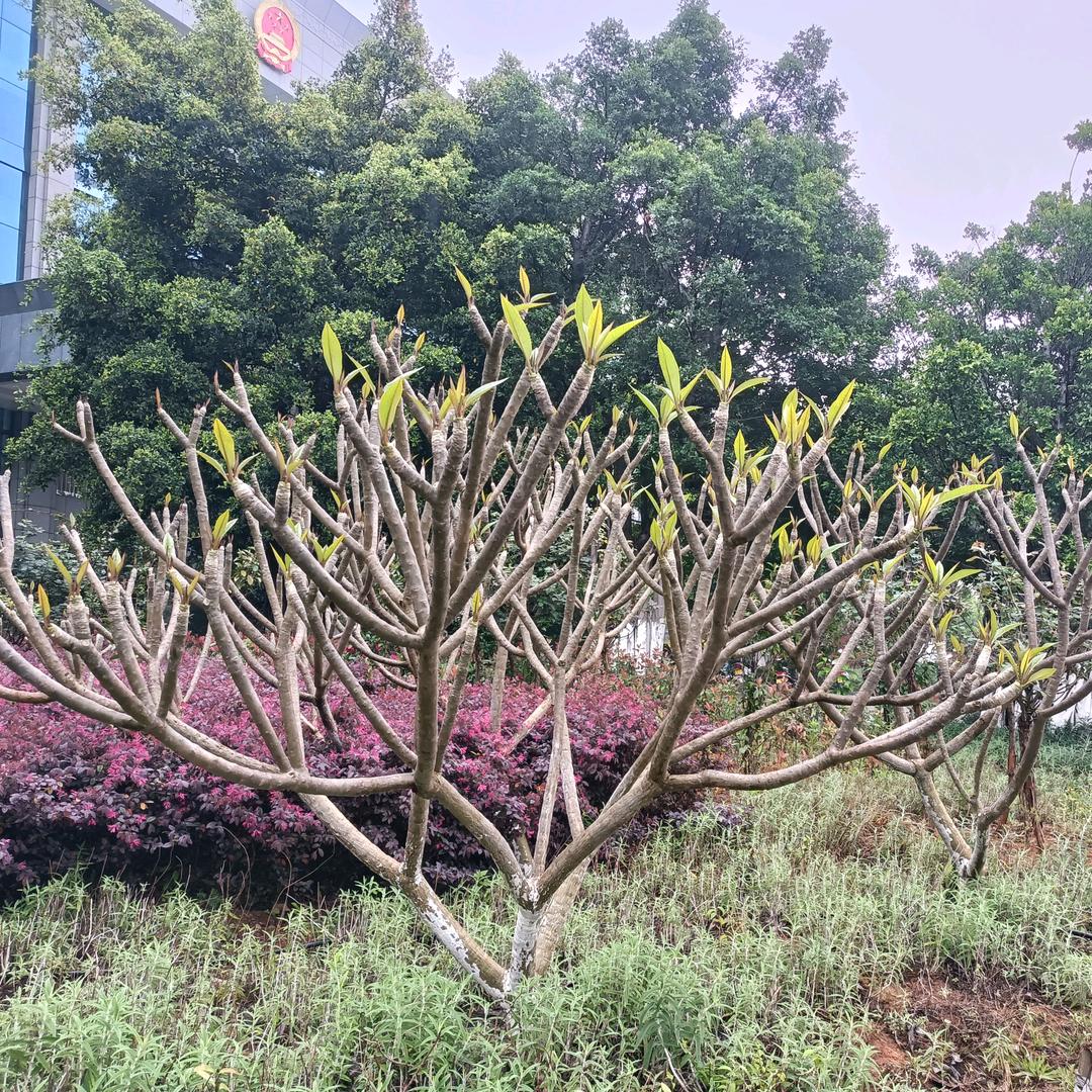 明德建设
