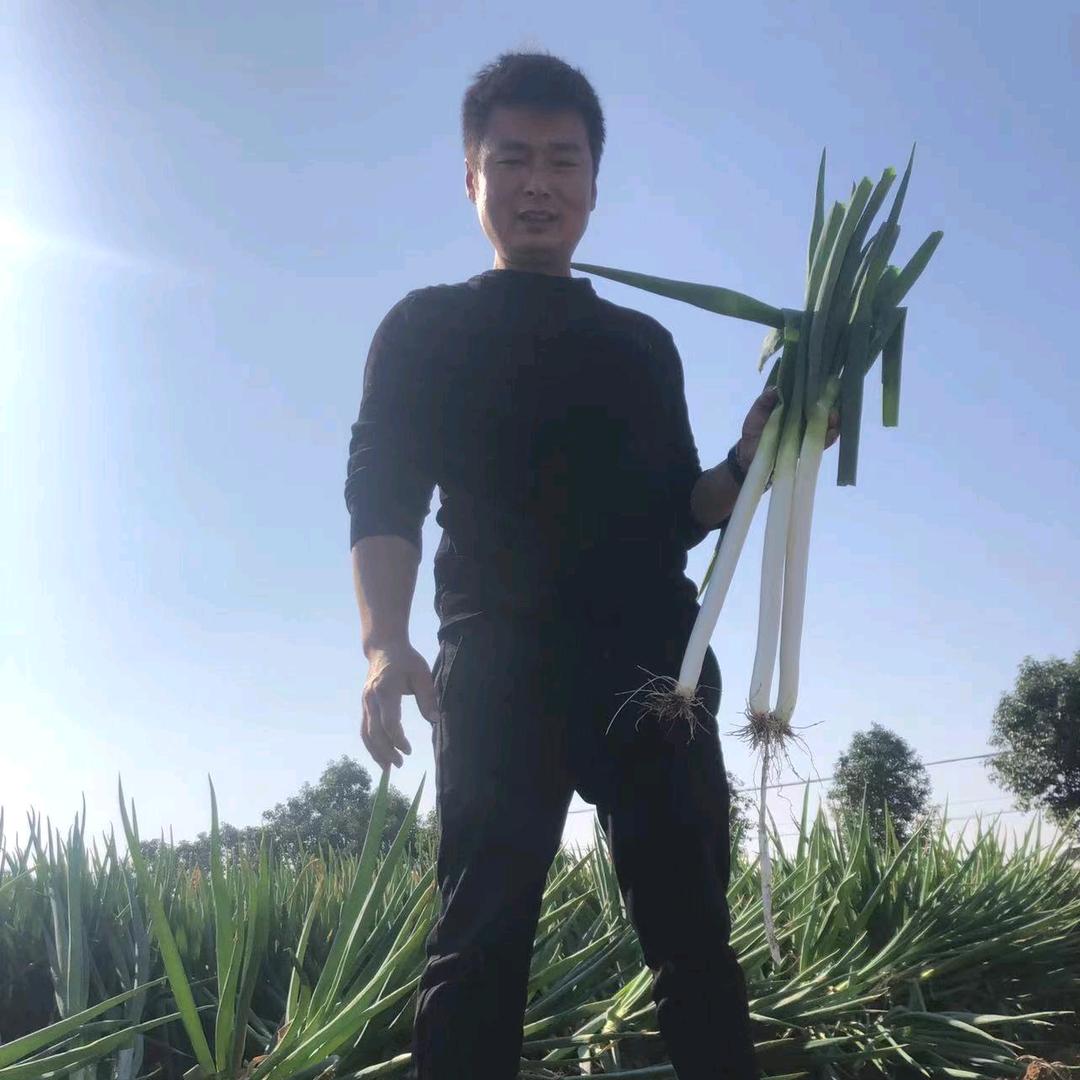 南阳蔬菜购销陈涛