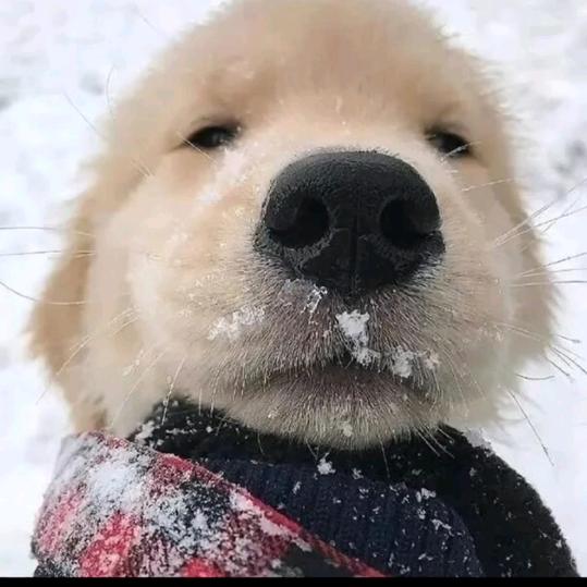 歪果仁