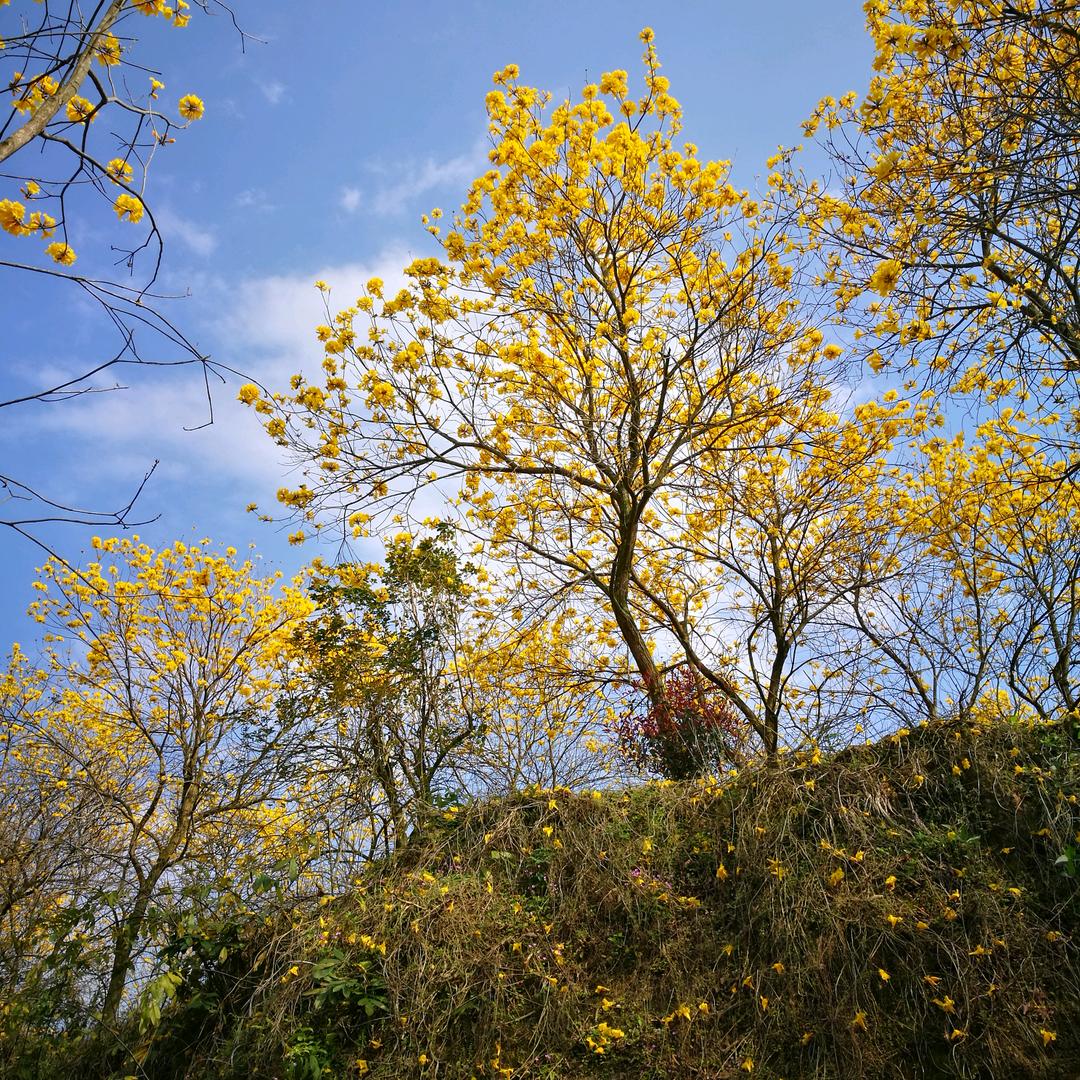 漳浦县绿杨园艺场