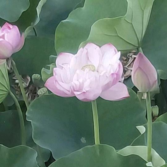 雨花石