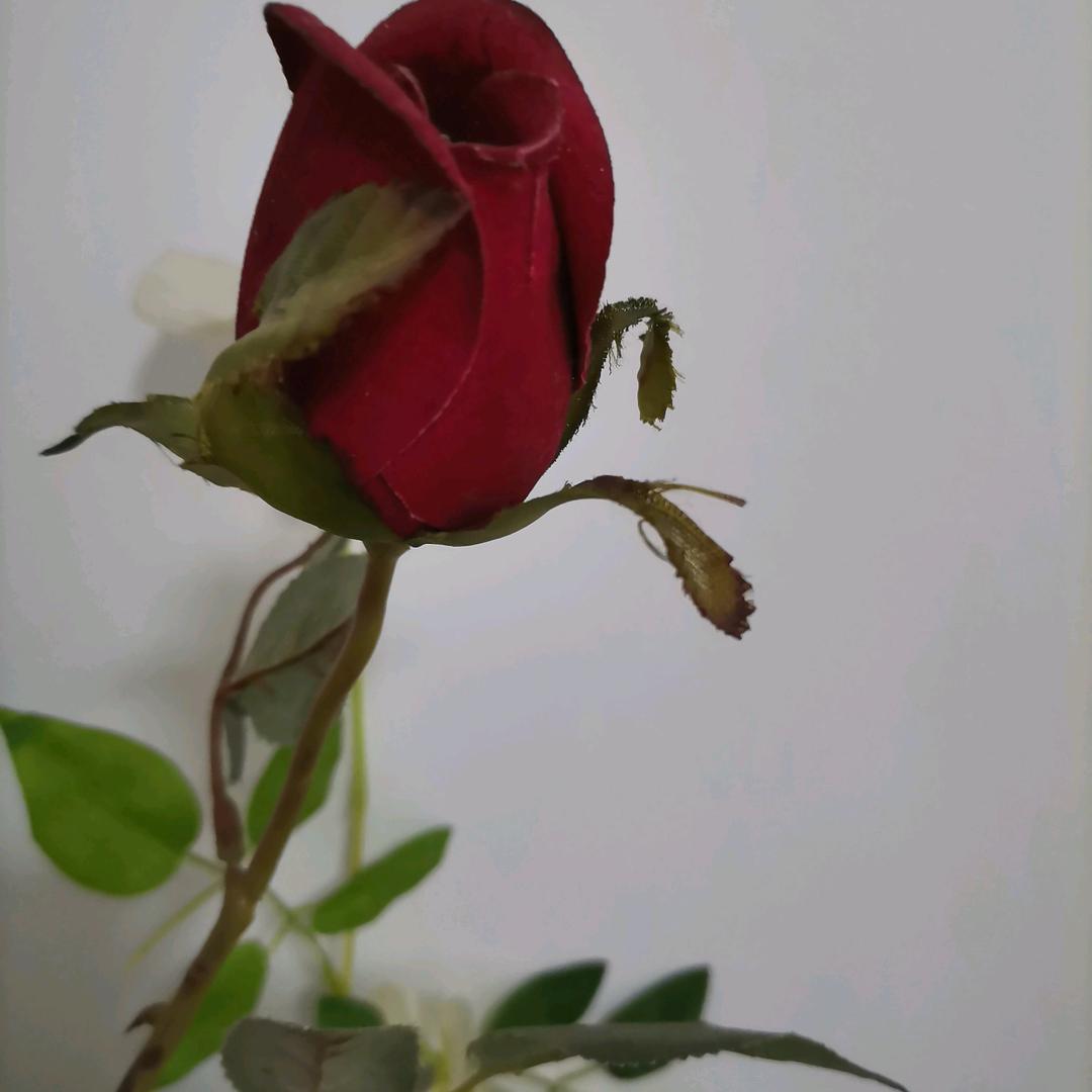 芬