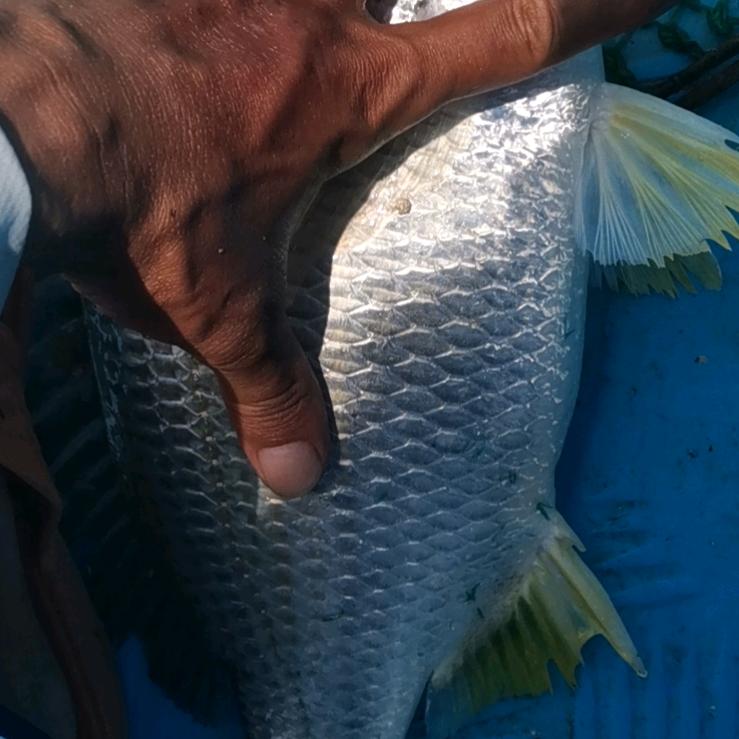 海钓小林